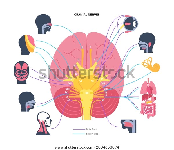 Cranial nerves diagram. Brain structure and\
connections with parts of the human body and internal organs. Motor\
and sensory fibres scheme. Brainstem anatomical poster medical flat\
vector illustration.