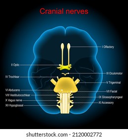 Nervios craneales. El cerebro humano sobre fondo oscuro. Afiche del vector