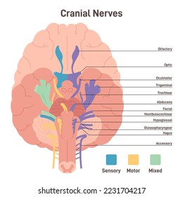 Cranial nerves. Human brain sections and its functions. Transmission of electrical signals between brain, face, neck and torso. Sensory, motor and mixed nerves. Flat vector illustration