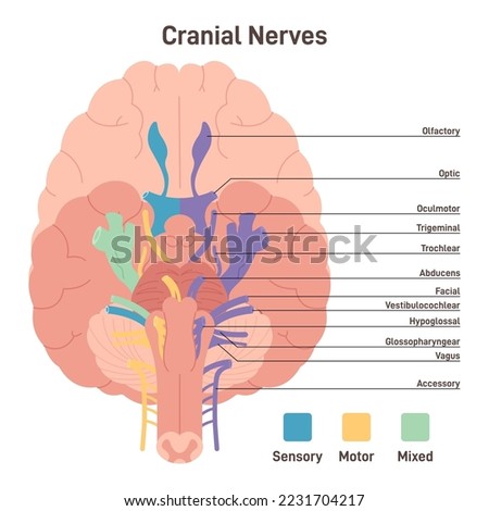 Cranial nerves. Human brain sections and its functions. Transmission of electrical signals between brain, face, neck and torso. Sensory, motor and mixed nerves. Flat vector illustration