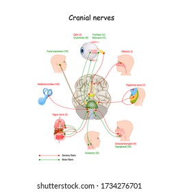 Cranial nerves in humans brain. Vector illustration