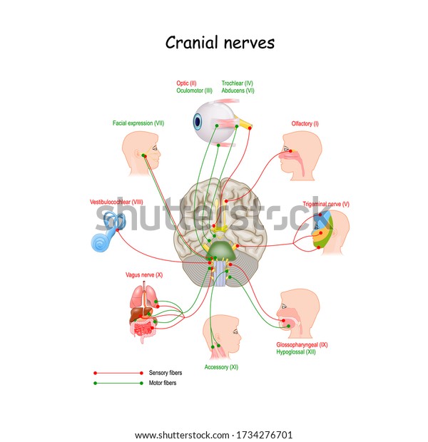 Cranial\
nerves in humans brain. Vector\
illustration