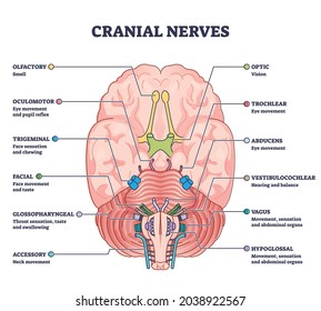 Cranial nerves pairs with anatomical sensory functions in outline diagram. Labeled educational collection with neurology brain system and how nerve relay information to human body vector illustration.
