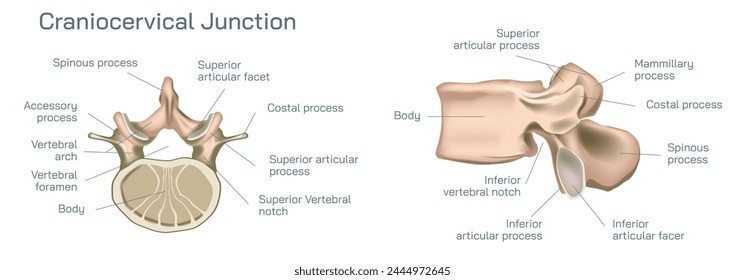 Craniocervical or craniovertebral Vector illustration, junction transitional zone between the cranium and the spine and comprises a complex balance of different elements. 
