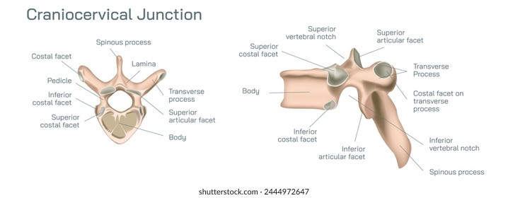 Craniocervical or craniovertebral Vector illustration, junction transitional zone between the cranium and the spine and comprises a complex balance of different elements. 