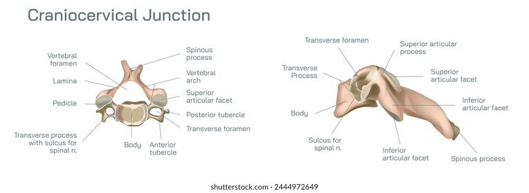 Craniocervical or craniovertebral Vector illustration, junction transitional zone between the cranium and the spine and comprises a complex balance of different elements. 