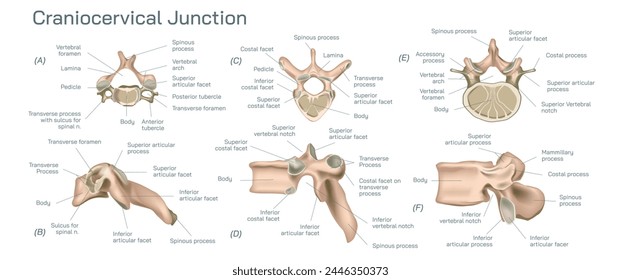 Kraniozervikale oder kraniovertebrale Vektorillustration, Übergangszone zwischen dem Schädel und der Wirbelsäule und besteht aus einem komplexen Gleichgewicht verschiedener Elemente. 