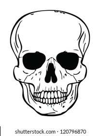 Cranium VECTOR
