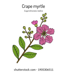 Crape myrtle  crepeflower