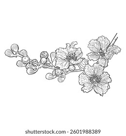 Crape myrtle, or crepeflower (Lagerstroemia indica), state flower of Texas. Hand drawn botanical vector illustration