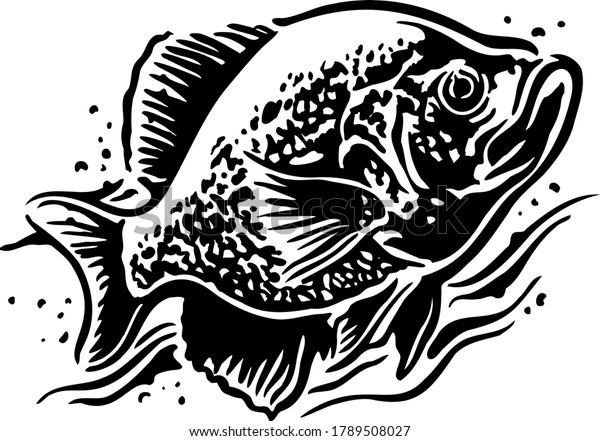 Crappie fish black and
white