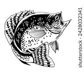 Crappie Fish Hand Drawn Illustration Black and White