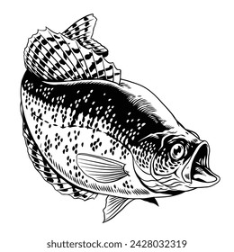 Crappie Fish Hand Drawn Illustration Isolated