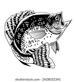 Crappie Fish Handgezeichnete Illustration Schwarz und Weiß