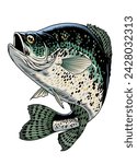 Crappie Fish Vintage Hand Drawn Illustration