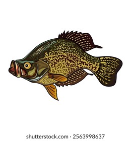 crappie fishing illustration logo vector image t shirt