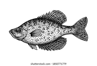 Crappie. Süßwasserfische. Tintenfisch einzeln auf weißem Hintergrund. Handgezeichnete Vektorgrafik. Retro-Stil.