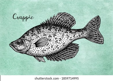 Crappie. Freshwater fish. Ink sketch on old paper background. Hand drawn vector illustration. Retro style.