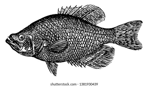 Crappie is a sunfish, vintage line drawing or engraving illustration.