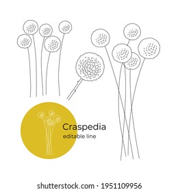 Craspedia flower drawn in a minimalistic style with a line. Part of the collection of dried flowers. Editable line. Vector illustration