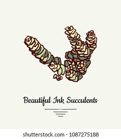 Crassula hand drawn succulent vector isolated illustration. Modern ink succulent plant logo, icon, poster, banner, postcard. Minimalistic floral illustration floristry shop. Beautiful succulent plant.