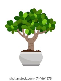 Crassula ovata house plant in flower pot, vector icon on white background