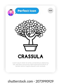 Icono de línea delgada de la planta de Crassula. Ilustración vectorial moderna de la planta doméstica, bonsai.