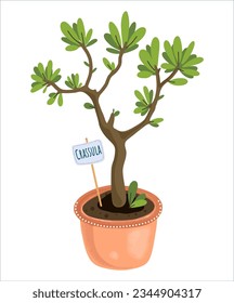 Crassula in a pot. Vector on a transparent background. Money tree, a home plant that brings good luck and happiness.