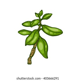 Crassula. Succulent. Botanical illustration. Medicine. Plants for the home. Hand drawn.