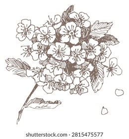 Crataegus flower outline. Vector spring illustration of whitethorn blossoms. Retro style clipart for cosmetics and perfumes. Imitation of vintage engraving technique. Spring hawthorn branch.