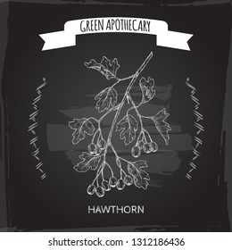 Crataegus monogyna aka common hawthorn sketch on black. Green apothecary series. Great for traditional medicine, or gardening.