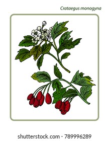 Crataegus monogyna or  hawthorn, thornapple, May-tree, whitethorn, hawberry. 
