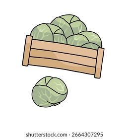 crate with green cabbage on white background