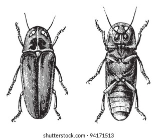 Cratomorphus diaphanus / vintage illustration from Meyers Konversations-Lexikon 1897