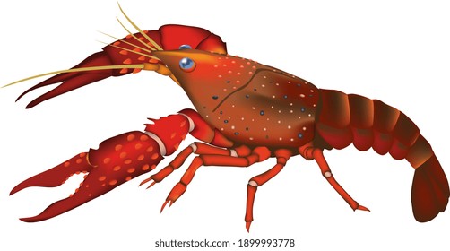 'Crawfish' (crayfish, AmericaZARIGANI) illustration, vector EPS format