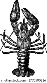 Crawfish, the freshwater crustaceans resembling small lobsters. This kind of species, mostly found in fresh water running brooks and streams, and which have shelter against the predators, vintage