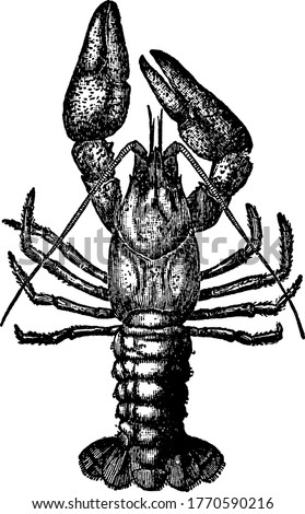 Crawfish, the freshwater crustaceans resembling small lobsters. This kind of species, mostly found in fresh water running brooks and streams, and which have shelter against the predators, vintage Stock foto © 