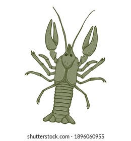 Crawfish Vector Cartoon Illustration on White Background