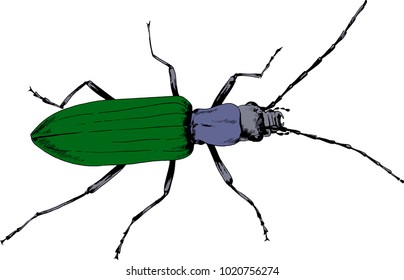 crawling beetle drawn with ink black and white