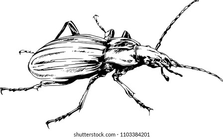 crawling beetle drawn with ink black and white