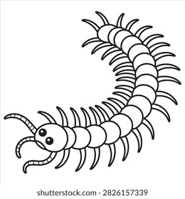 Crawling Centipede Bug Insect