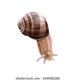 Crawling garden snail. Helix pomatia. Vector illustration isolated on white background