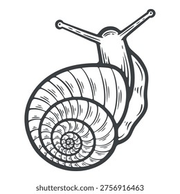 A crawling garden snail in a shell, slimy slug with antennae, top view, lines, hand-drawn, black and white, graphic illustration, engraving isolated