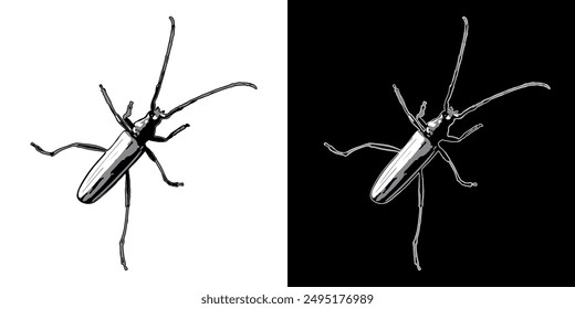 Krabbelnder Moschuskäfer mit Antennen. Draufsicht. Einzelne isolierte schwarz-weiß Illustration. Bild-Tracing, bereinigtes und vereinfachtes Bild. Realistischer Stil. Nicht KI.