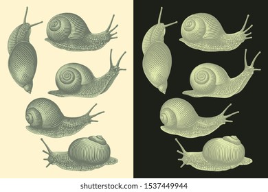 Crawling snails. Design set. Hand drawn engraving. Editable vector vintage illustration. Isolated on light and dark backgrounds. 8 EPS 