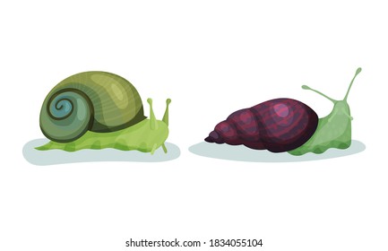Crawling Snails as Shelled Gastropod with Coiled Shell Vector Set