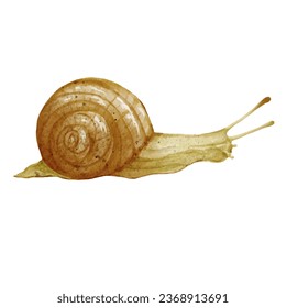 Crawling snail.Vector illustration of a gastropod.