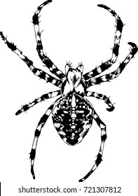 crawling spider drawn in ink by hand on a white background