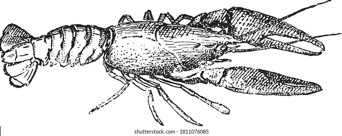 Crayfish animal, From the Dictionary of Word and Things, 1888.