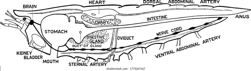 Crayfish, also called crawfish, any of numerous crustaceans. This figure represent digestive, circulatory, reproductive, excretory, and nervous systems, vintage line drawing or engraving illustration